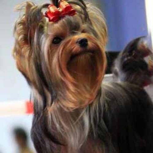 Eleveur de Yorkshire le Domaine d'Elly