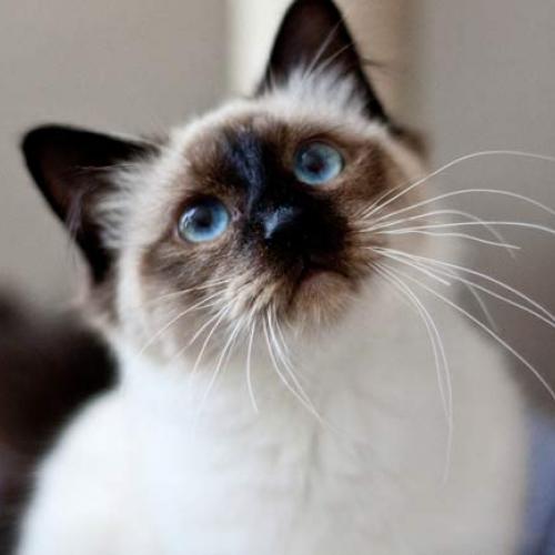 Élevage : maine coon birman (sacré de birmanie)