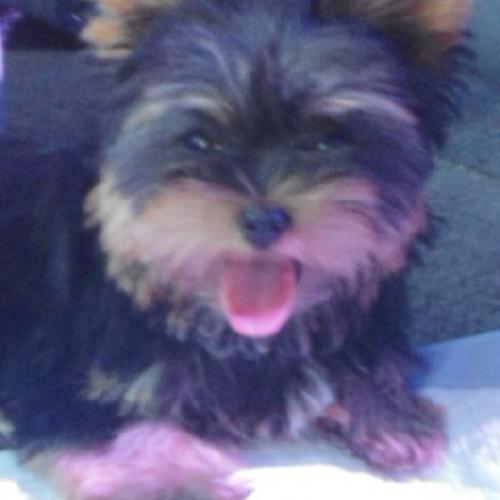 Eleveur : l'élite du Kévezer