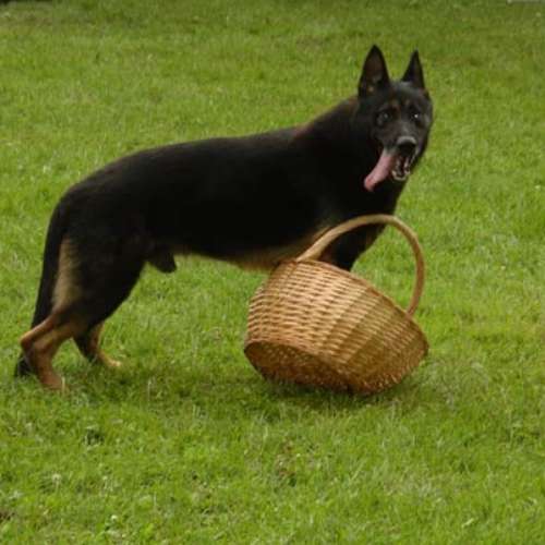 Élevage : les volcans d'arés