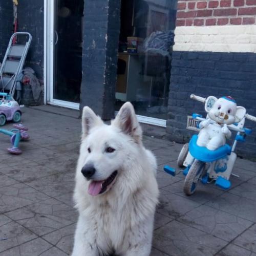 Eleveur : domaine de l'escaut