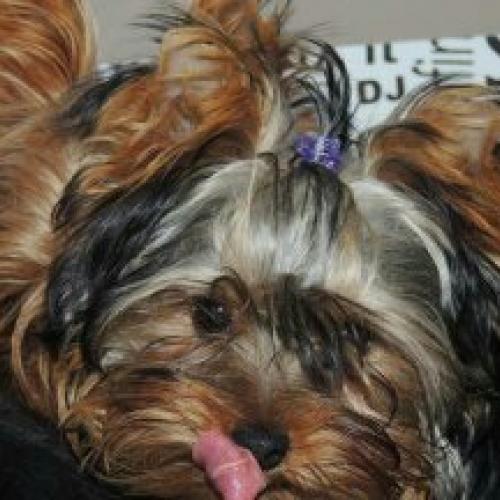 Élevage : yorkshire terrier