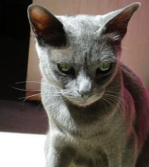 Elevage Hello Korat: chats de race korat