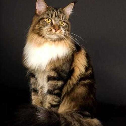 Élevage : maine coon