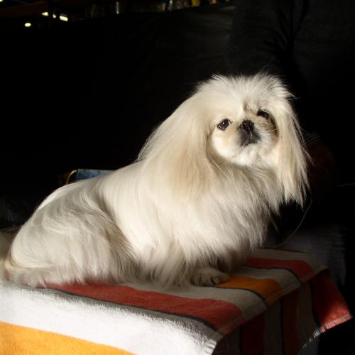 Élevage : epagneul pekinois