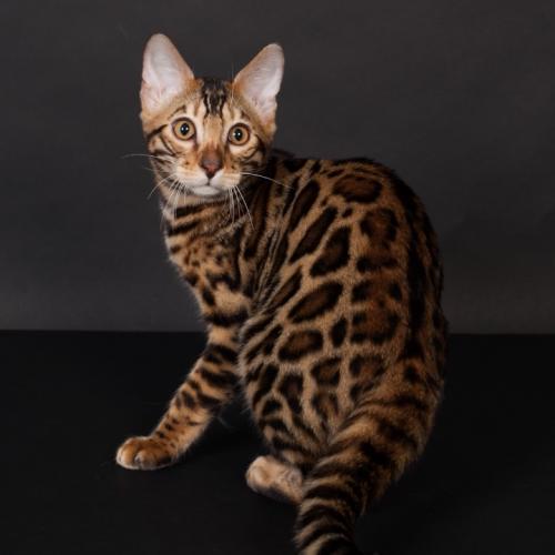 Eleveur : Chatterie de Van et chat