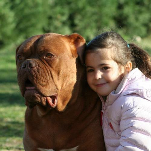 Eleveur : Elevage de l'Elite Royal Dog