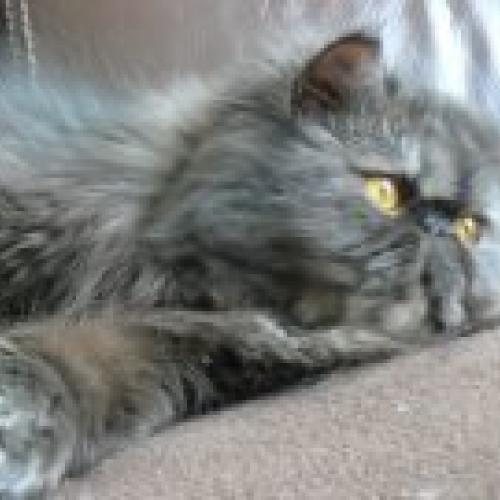 Eleveur : De la casa del pacha