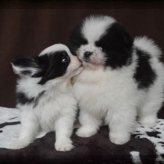 Eleveur : elevage des perles du rangen