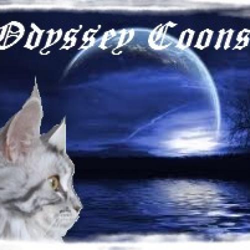 Élevage : maine coon