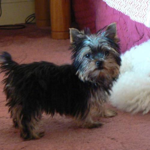 Eleveur : Shih Tzu et Yorkshire