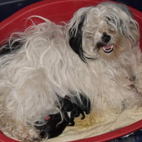 Élevage : terrier tibetain