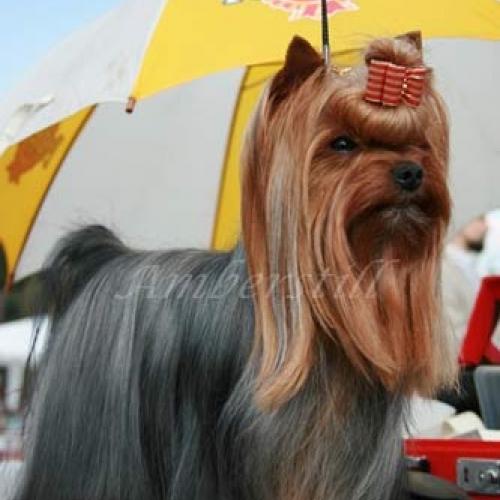 Elevage de Yorkshire Terrier