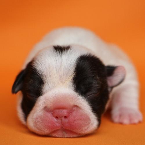 Elevage de bouledogue Français chiots LOF