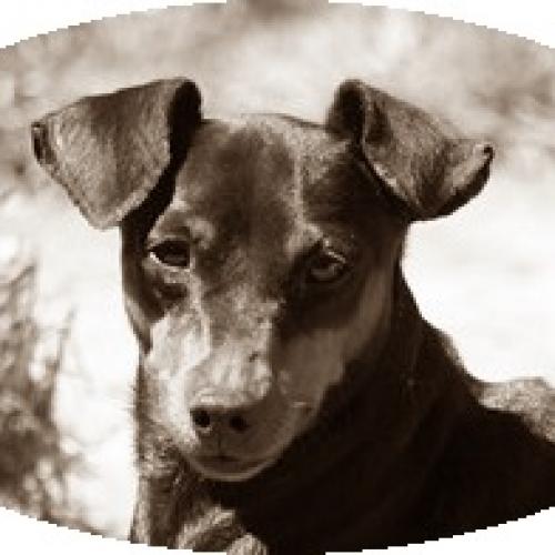 Élevage : pinscher nain