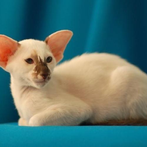 Eleveur : Chatterie Bois de la Plaine