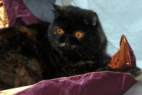 Eleveur : Chatterie Sweet-Love