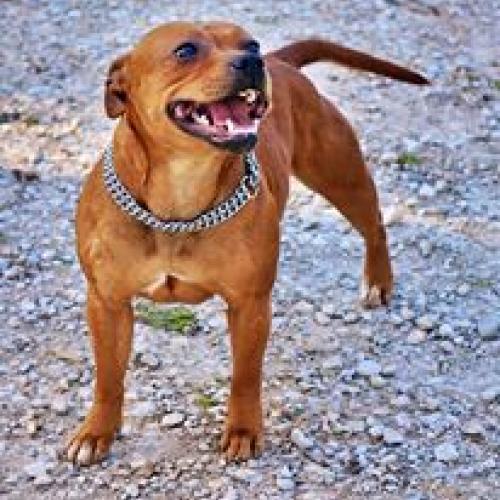Élevage : staffordshire bull terrier