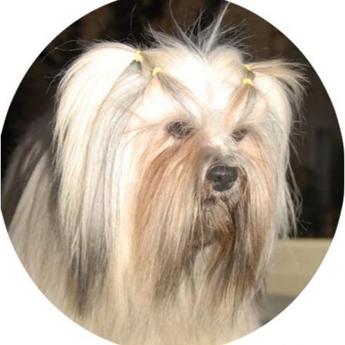 Eleveur : Des Sylphes Enchantées