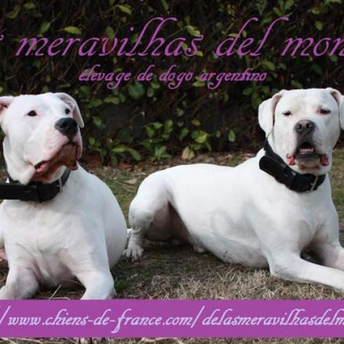 Élevage : dogue argentin