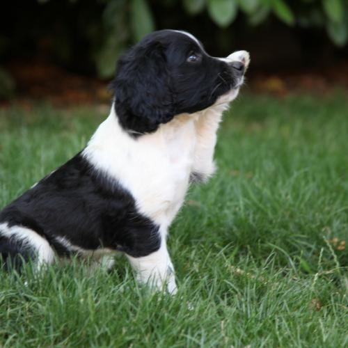 Élevage : english springer spaniel