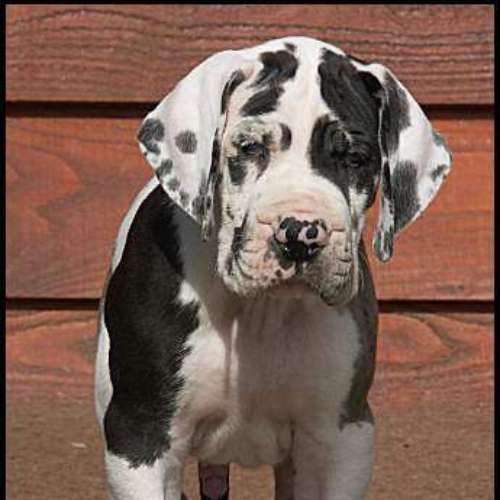 Eleveur : Elevage du Cerbere d'Eyjeaux