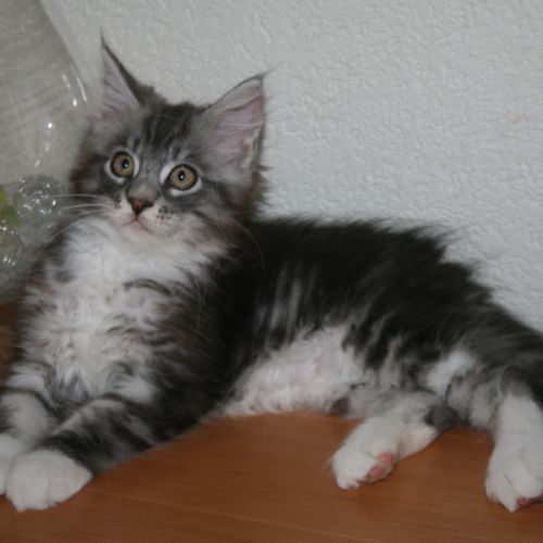 Eleveur : CHATTERIE LIBERTY VALLEY