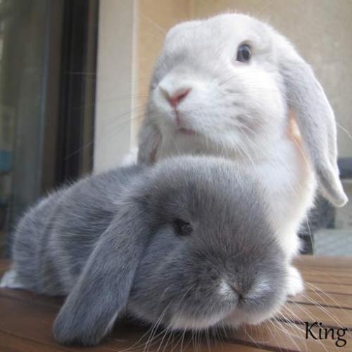 Élevage : lapin bélier