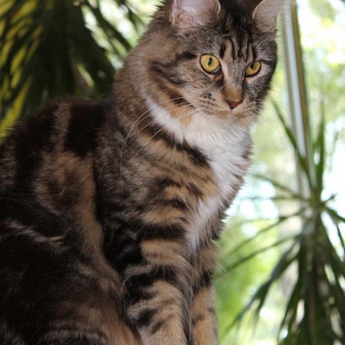 Élevage : maine coon exotic shorthair