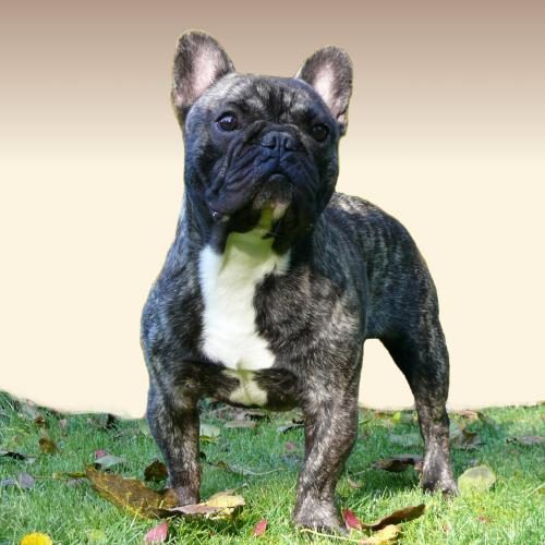 Élevage : bouledogue francais