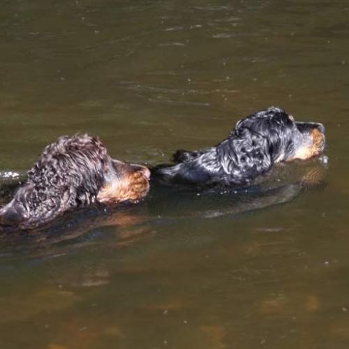 Élevage : cocker spaniel anglais