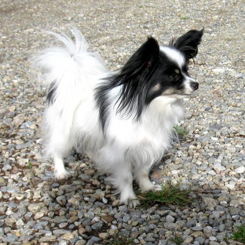 Eleveur : La Mascotte des Albères