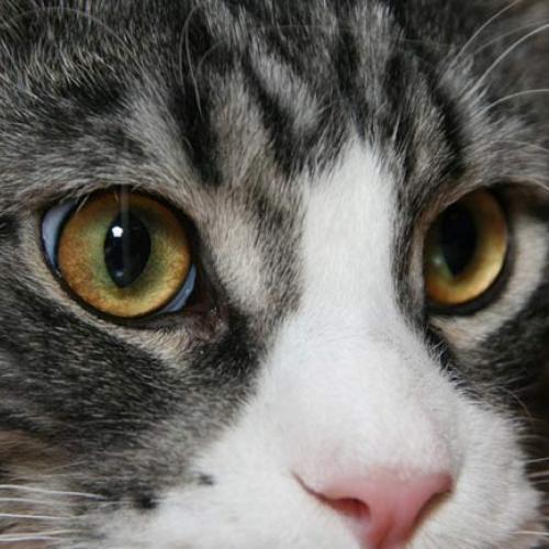 Eleveur : Chatterie Des Coeurs De Caroline