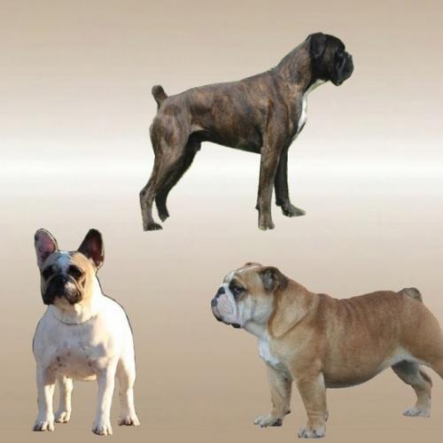 Elevage bulldog Anglais-Bouledogue Français-boxer