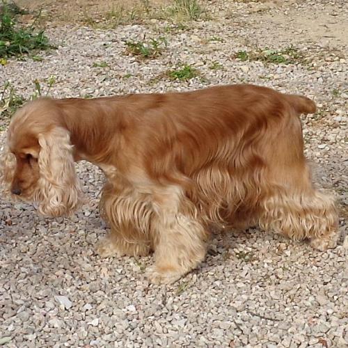 Élevage : cocker spaniel anglais