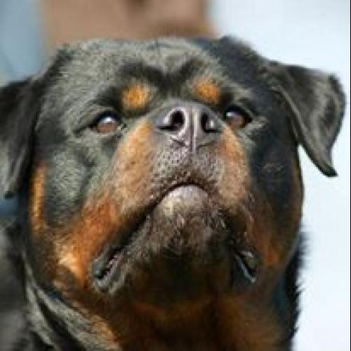 Élevage : rottweiler