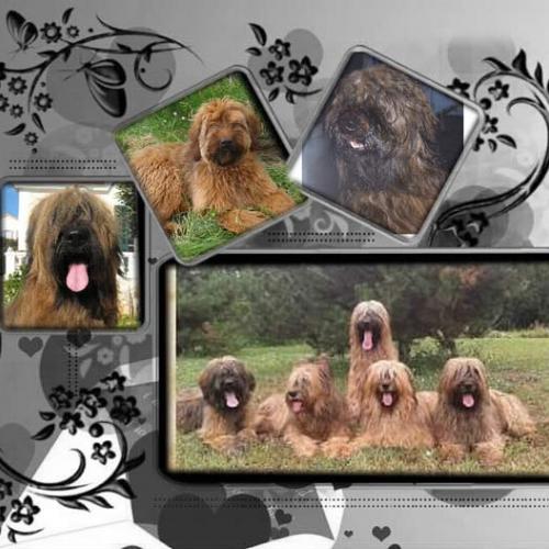 Élevage : berger de brie