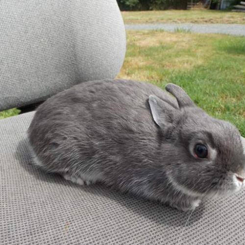 Élevage : lapin lapin bélier lapin nain