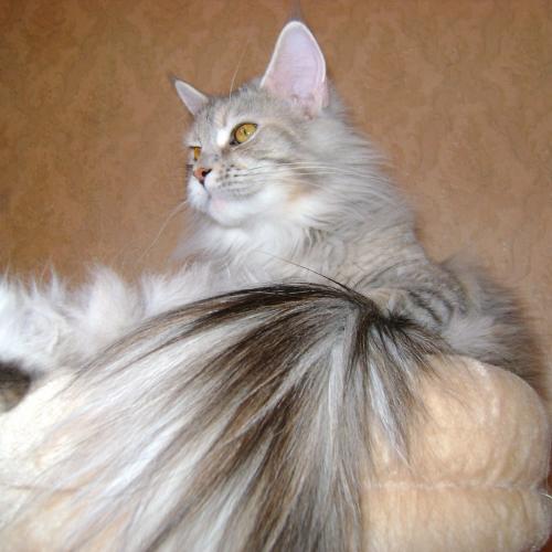 Elevage professionnel : Maine Coon