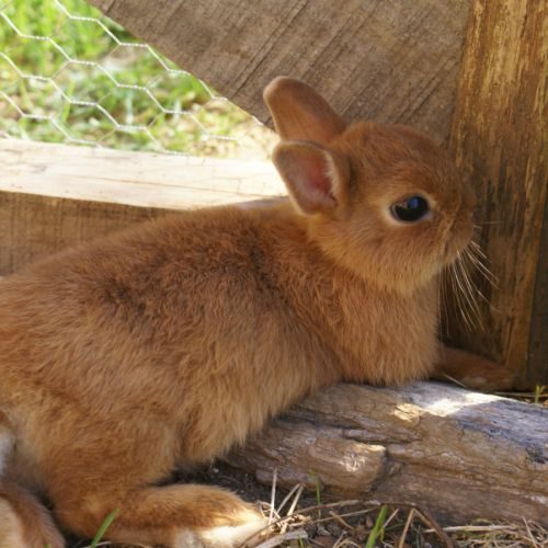 Élevage : lapin nain