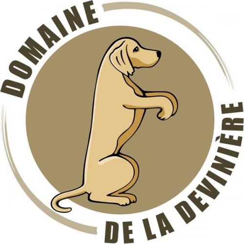 Élevage : labrador retriever