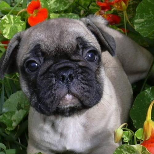 Eleveur : des mystères d'Eleusis