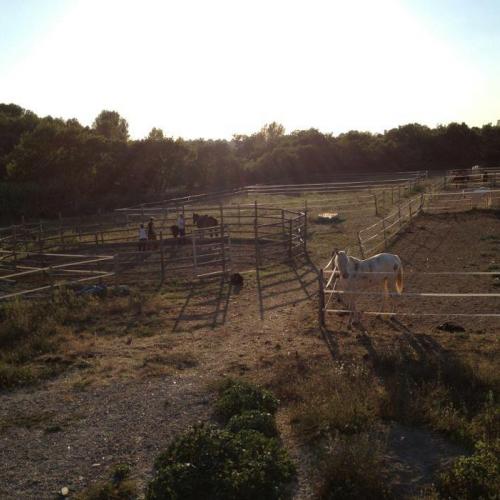 Élevage : terre neuve bouvier bernois pure race espagnole cremello