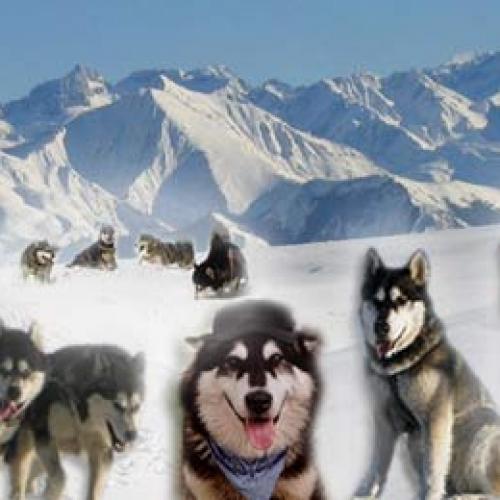 Élevage : malamute de l alaska