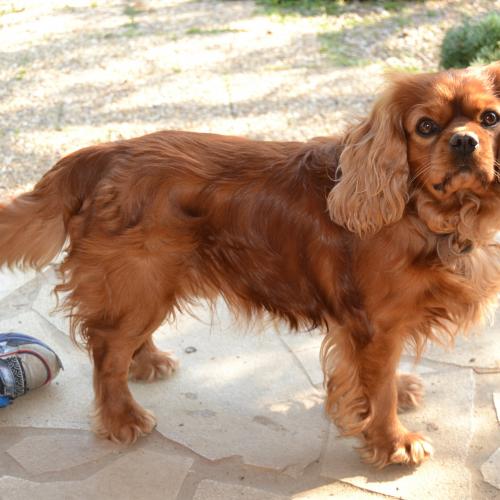 Eleveur : Elevage du Rêve d'Ady