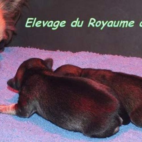 Élevage : chihuahua