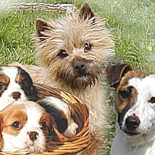 Eleveur : STORM HAVEN