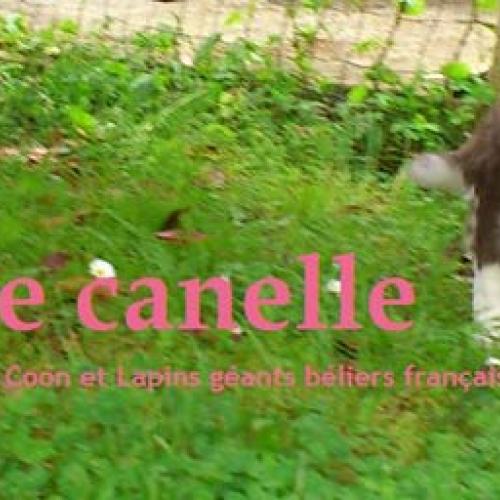 elevage familial de maine coon oriental