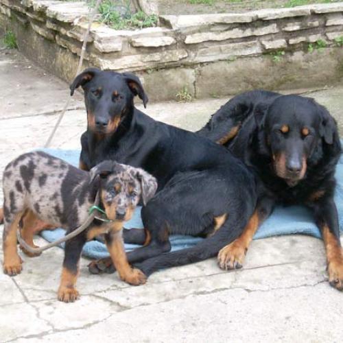 Eleveur : logis du trefle