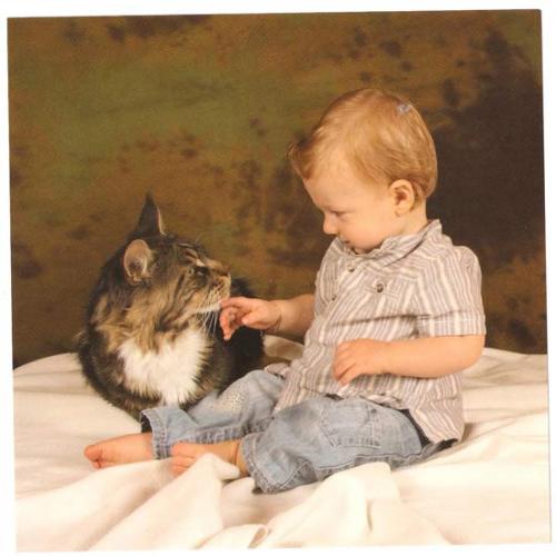 Élevage : Maine Coon